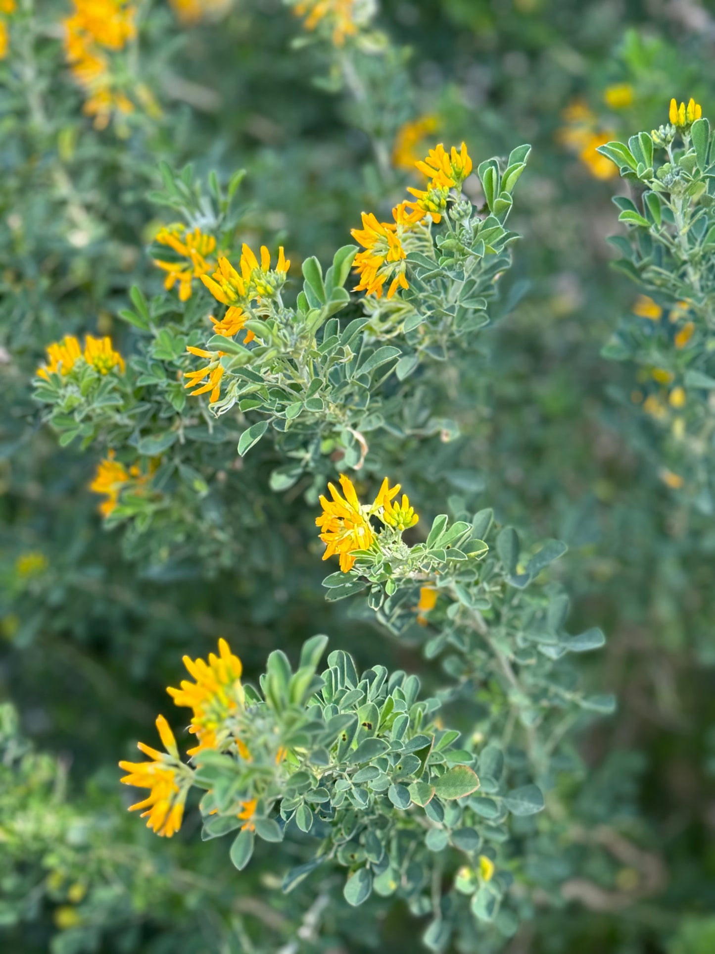 Μηδική (Medicago sativa - Alfalfa)