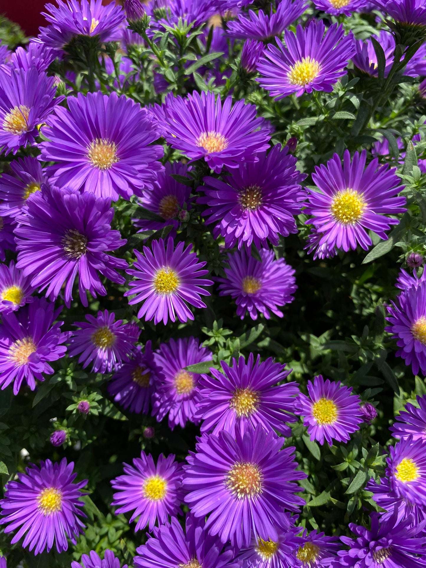 Αστέρ - Αστράκι (Aster spectabilis)