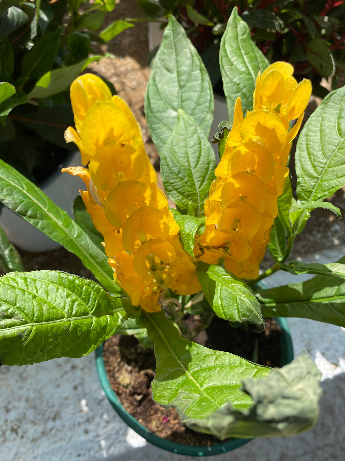 Γαριδάκι (Justicia brandegeeana - Shrimp plant)