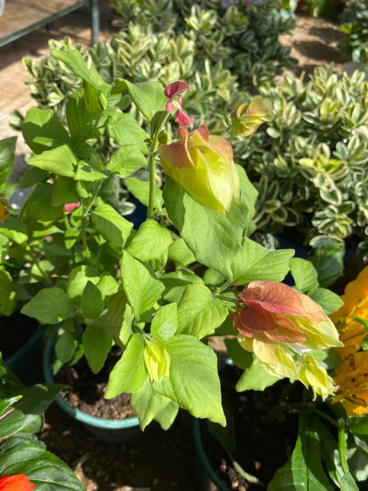 Γαριδάκι (Justicia brandegeeana - Shrimp plant)