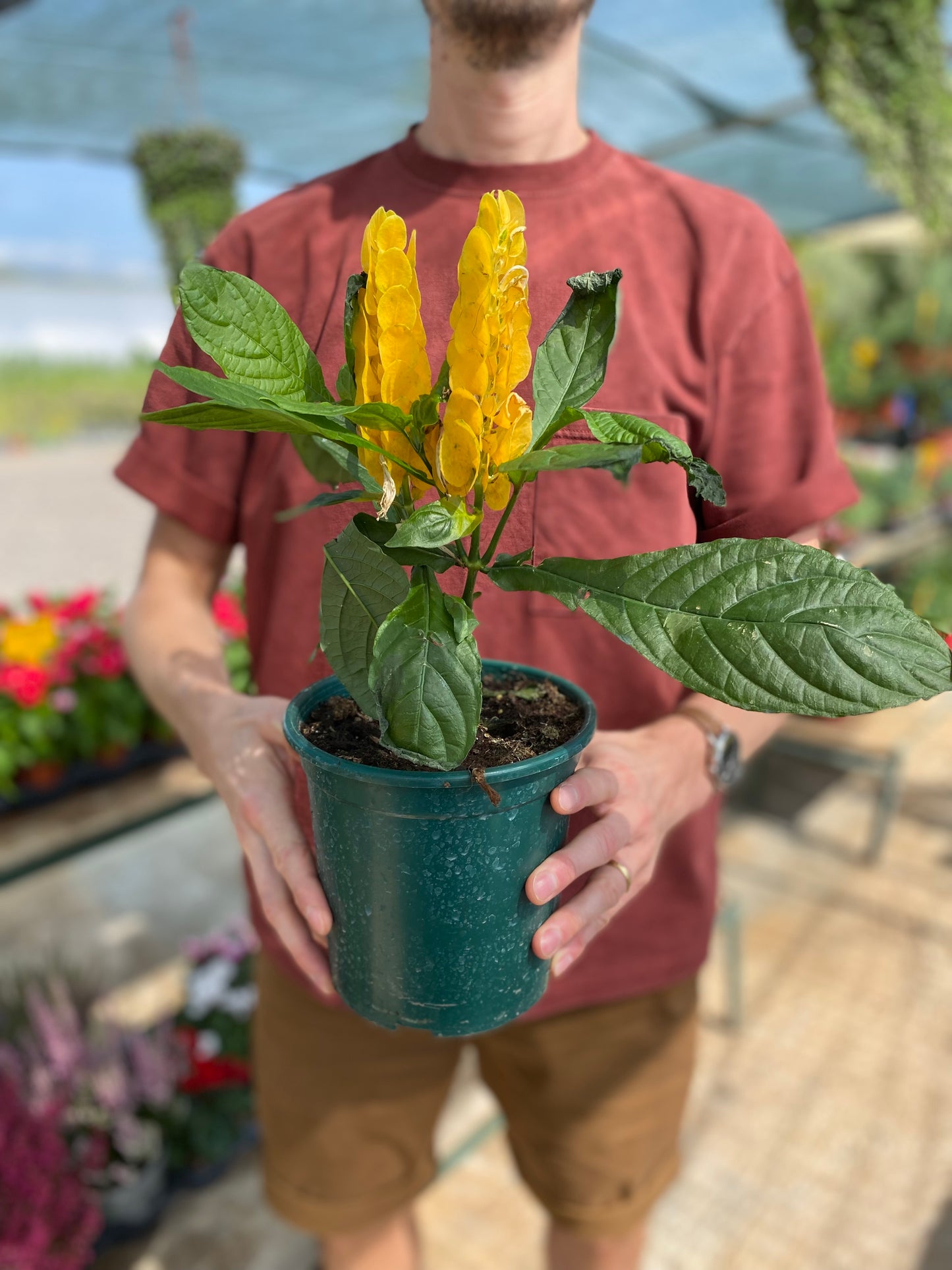 Γαριδάκι (Justicia brandegeeana - Shrimp plant)