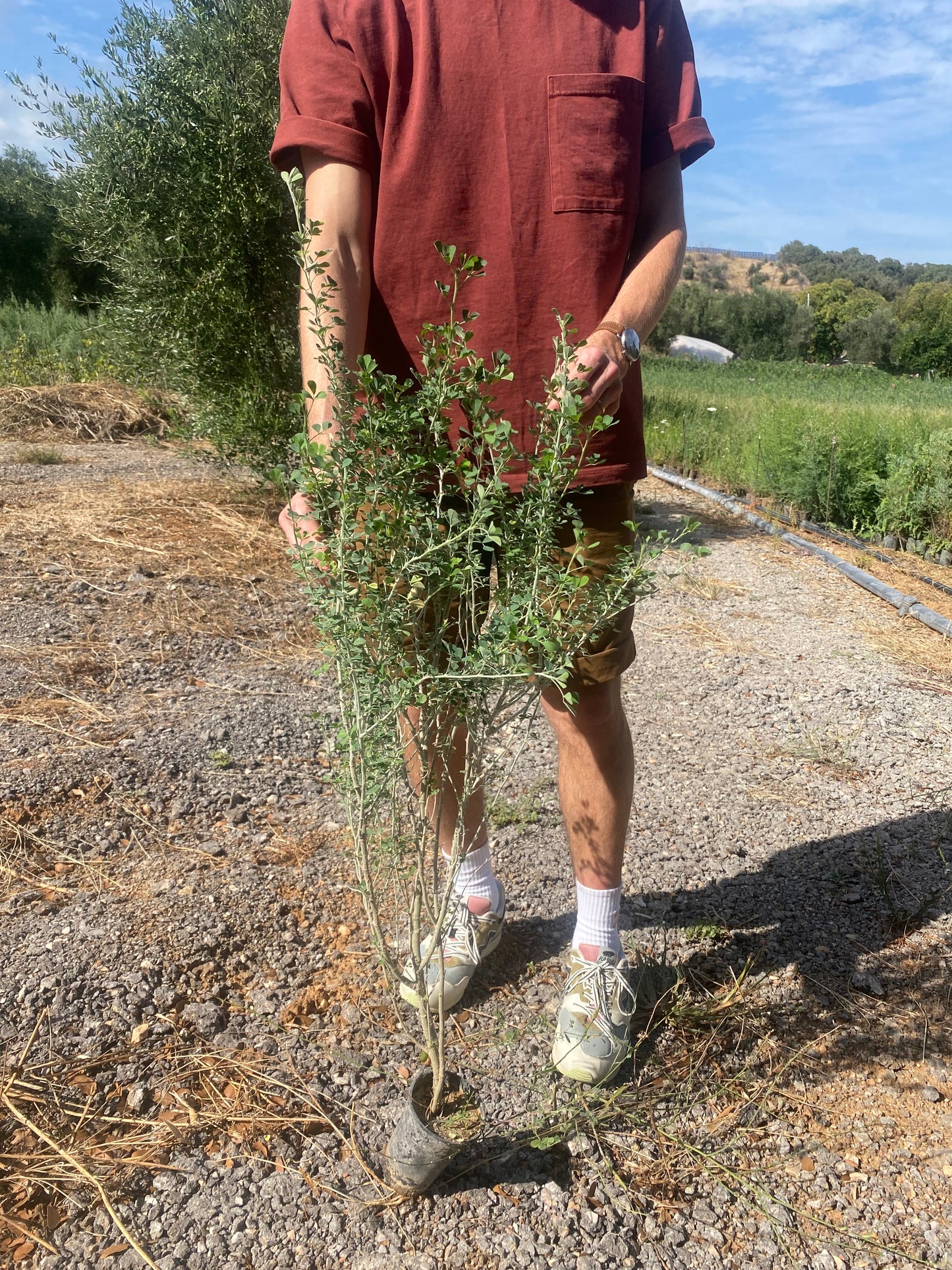 Μηδική (Medicago sativa - Alfalfa)