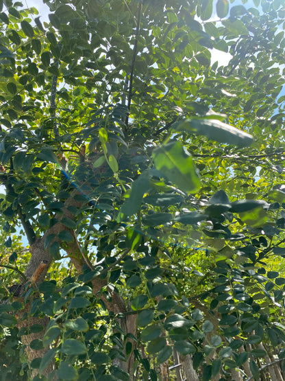 Σοφόρα (Sophora japonica - Pagoda tree)