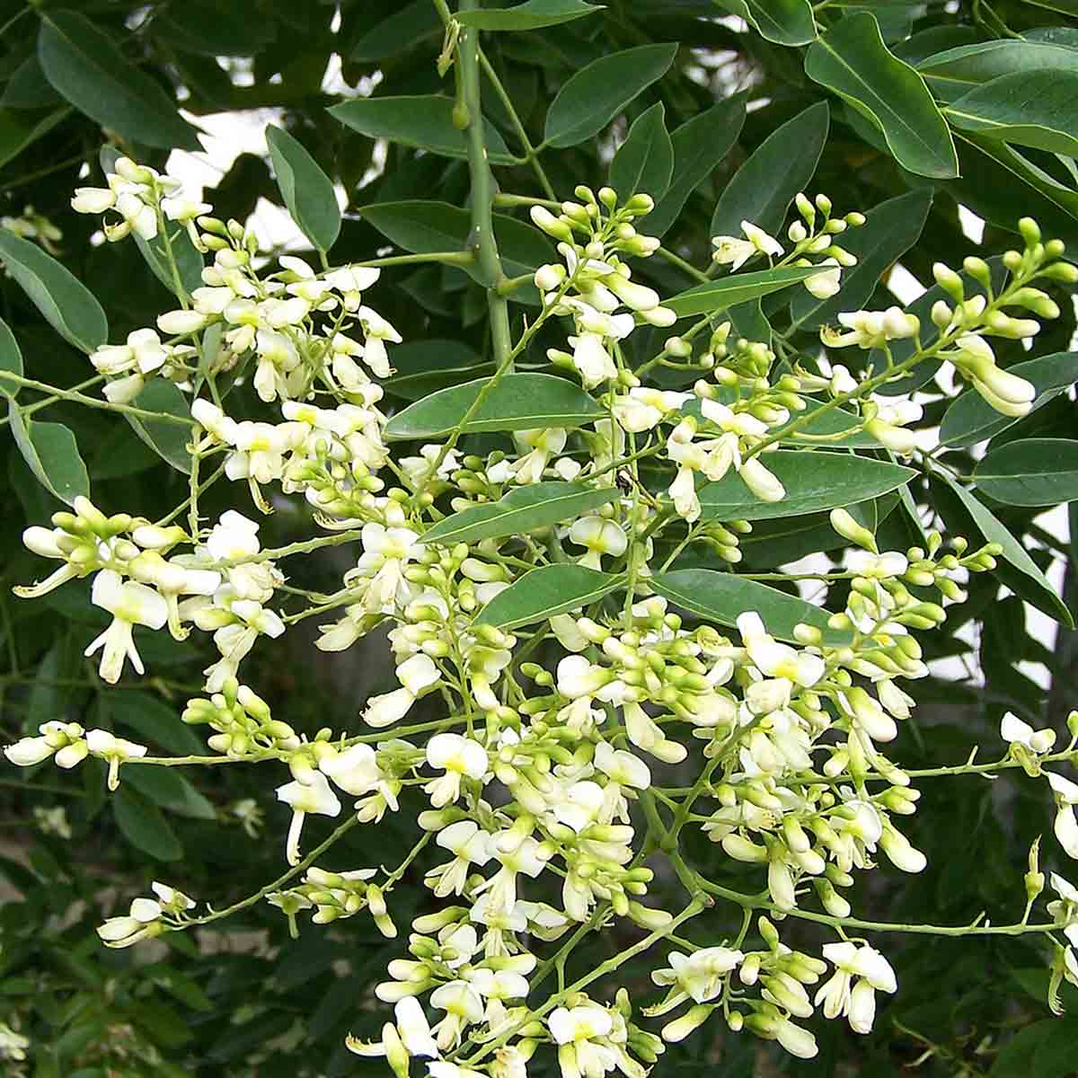 Σοφόρα (Sophora japonica - Pagoda tree)