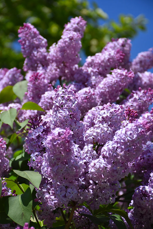 Πασχαλιά (Syringa vulgaris - Common lilac)