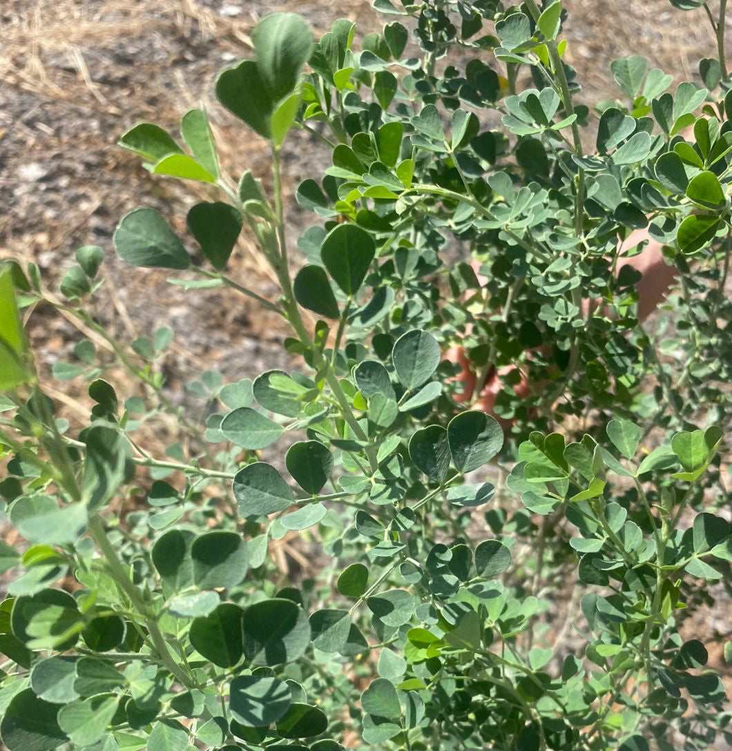 Μηδική (Medicago sativa - Alfalfa)