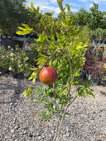 Ροδιά (Punica granatum - Pomegranate)