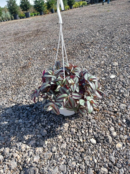 Τηλέγραφος (Tradescantia zebrina - Inchplant)