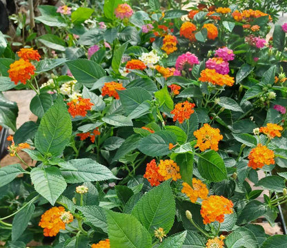 Λαντάνα (Lantanas)