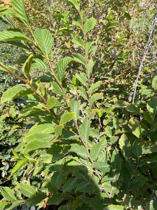 Γαύρος καρπίνος (European hornbeam)