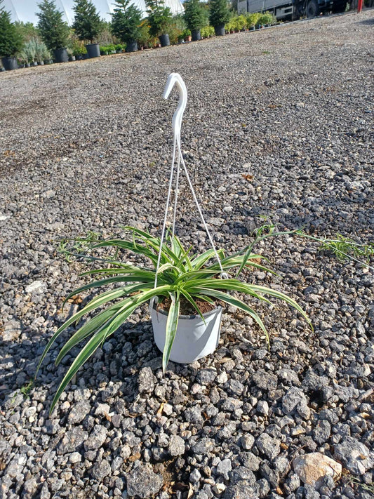 Χλωρόφυτο - αράχνη (Spider plant - Chlorophytum)