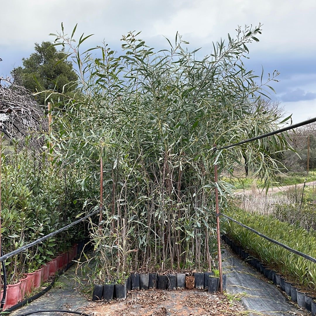 Ακακία κυανόφυλλη (Acacia saligna - Coojong)