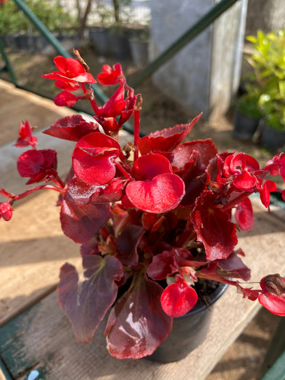 Μπιγκόνια νάνα - Βεγόνια μικρή (Begonia nana)