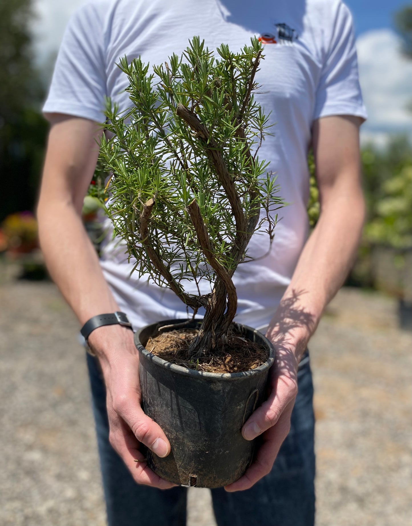 Δενδρολίβανο (Rosmarinus officinalis - Rosemary)