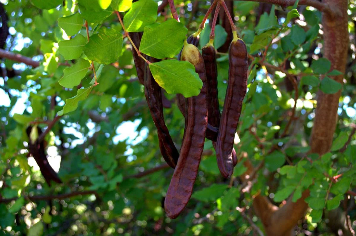 Χαρουπιά (Carob)