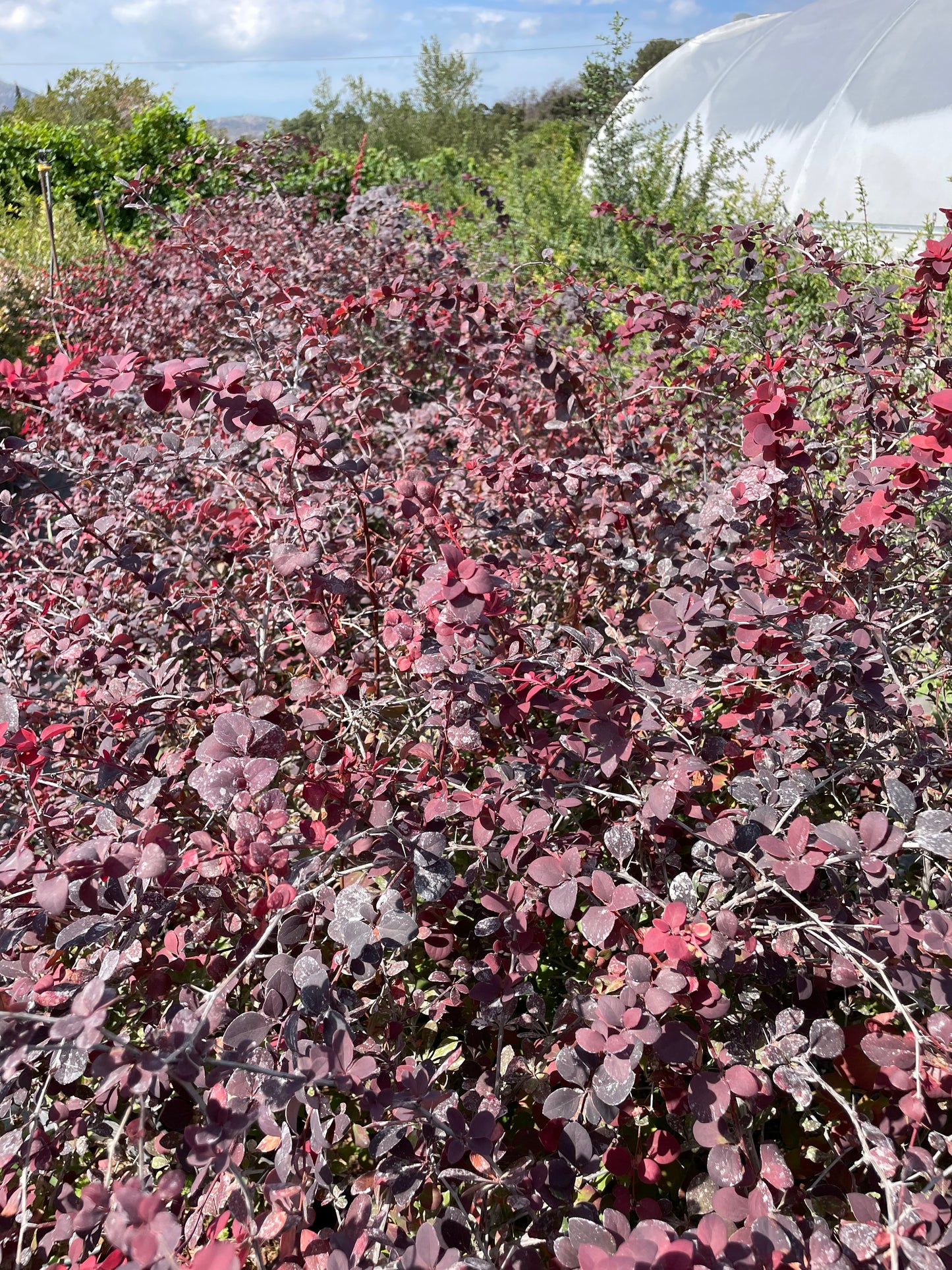 Βερβερίδα κόκκινη (Berberis barberry)