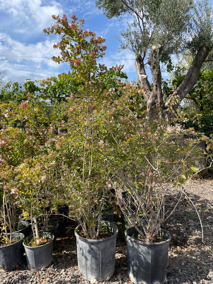 Αμπέλια (Abelia - Grandiflora)