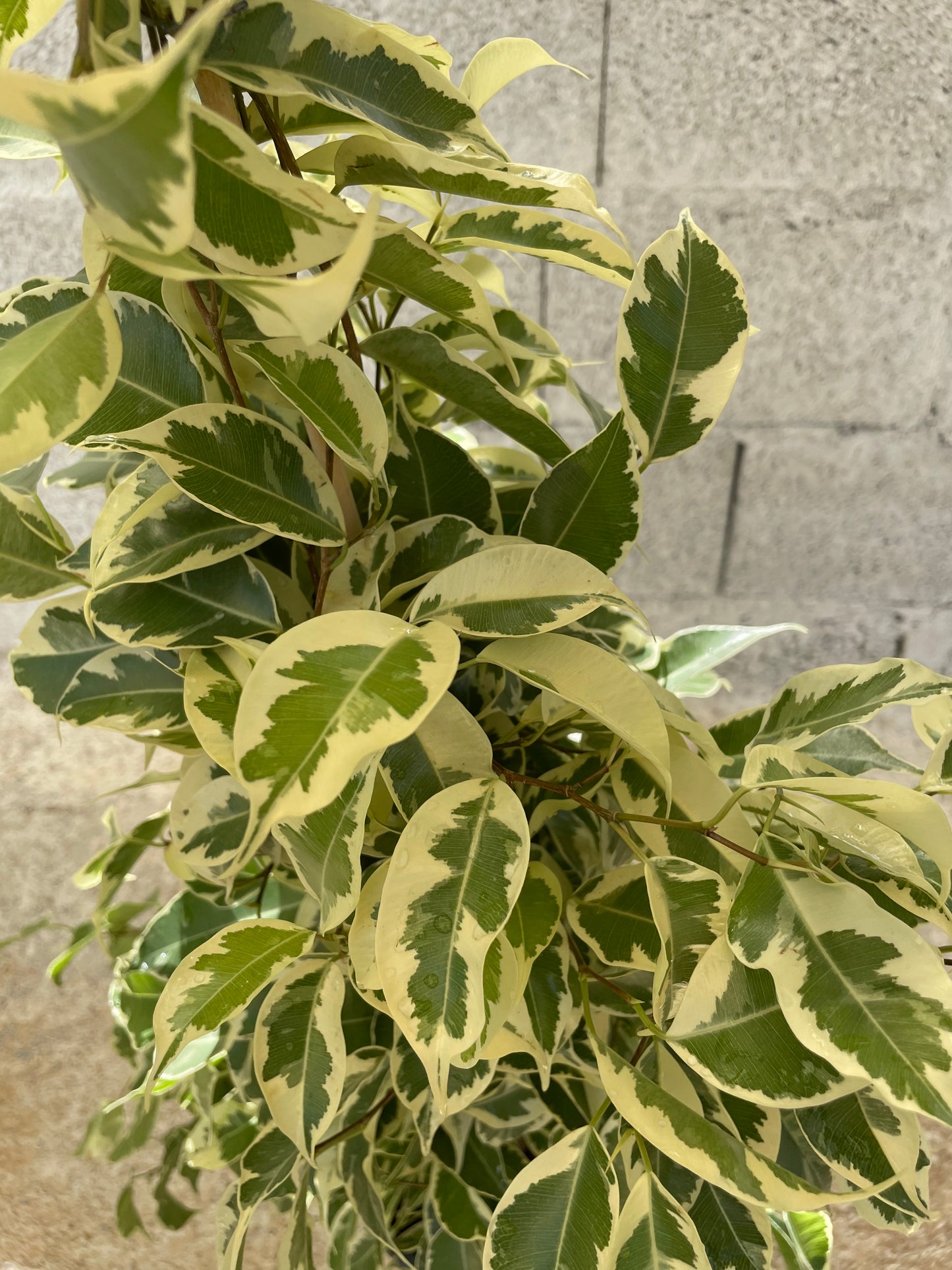 Φίκος μπέντζαμιν (Ficus benjamina - Weeping fig)