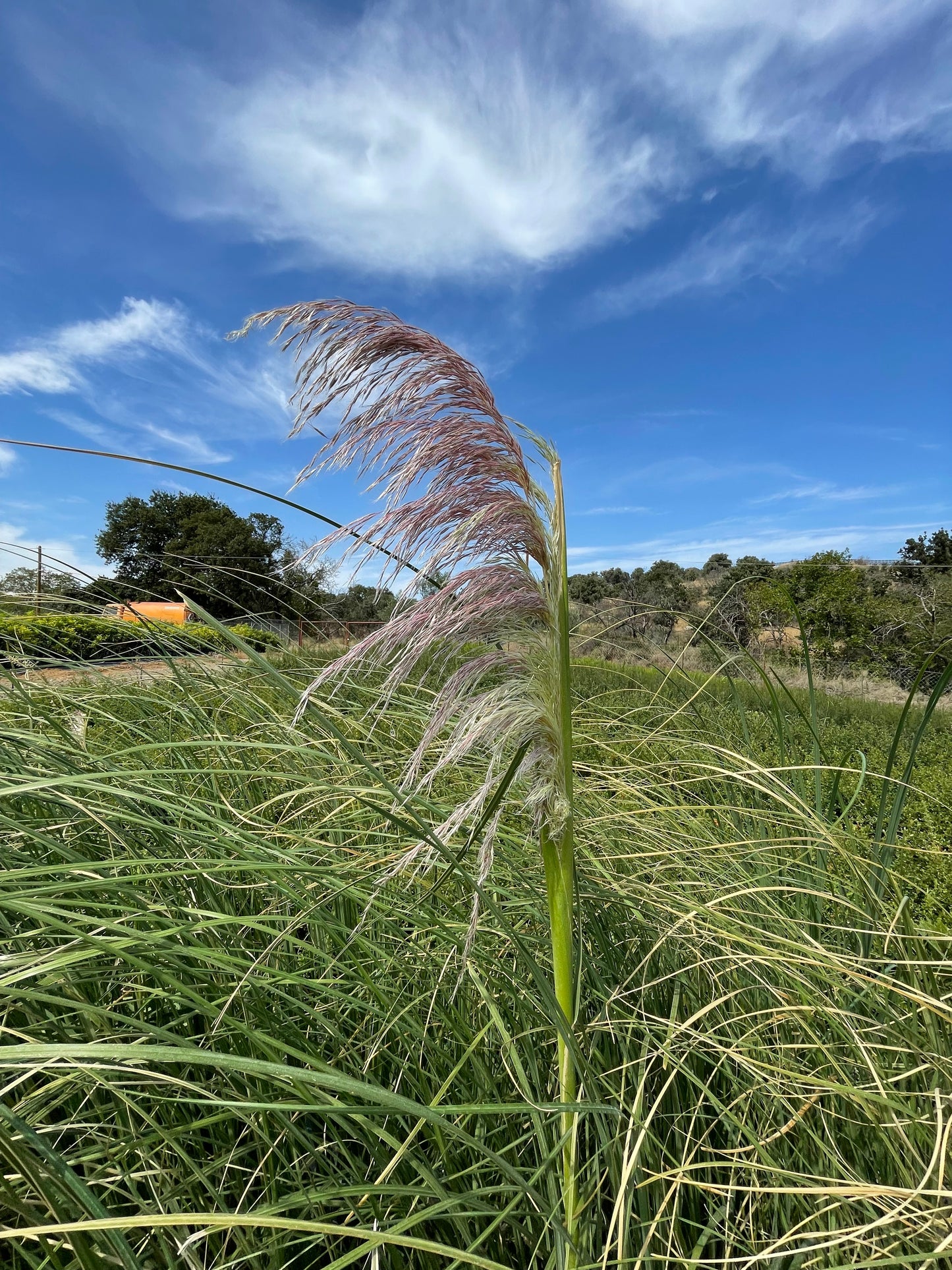 Γυνέριο - Πάμπας (Cortaderia - Pampas grass)