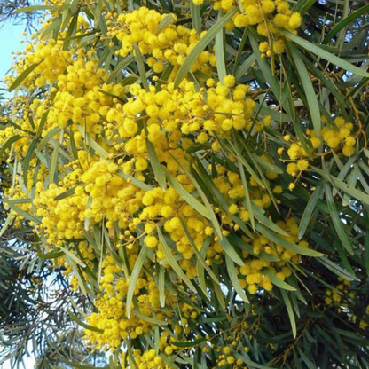 Ακακία κυανόφυλλη (Acacia saligna - Coojong)