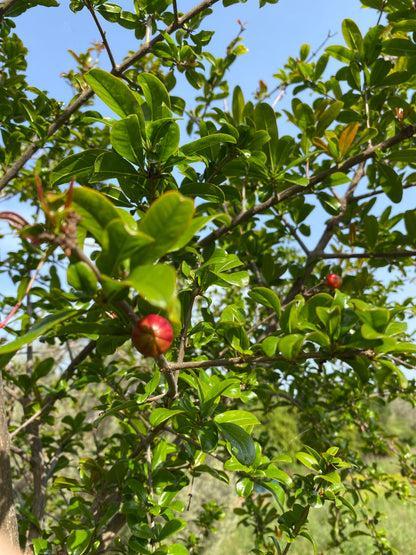 Ροδιά (Punica granatum - Pomegranate)