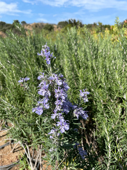 Δενδρολίβανο (Rosmarinus officinalis - Rosemary)