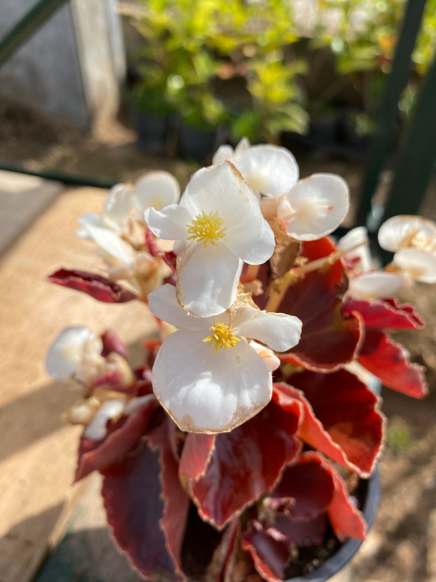 Μπιγκόνια νάνα - Βεγόνια μικρή (Begonia nana)