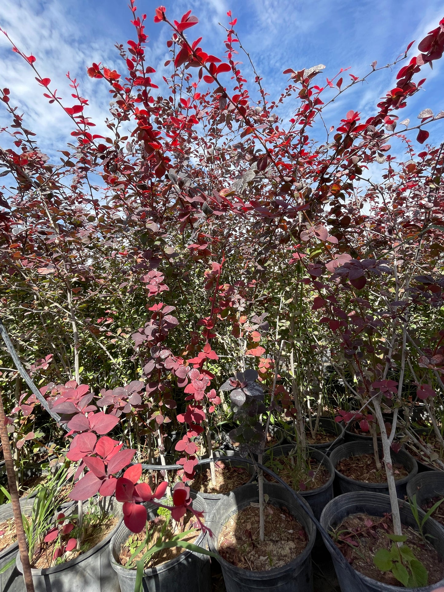 Βερβερίδα κόκκινη (Berberis barberry)