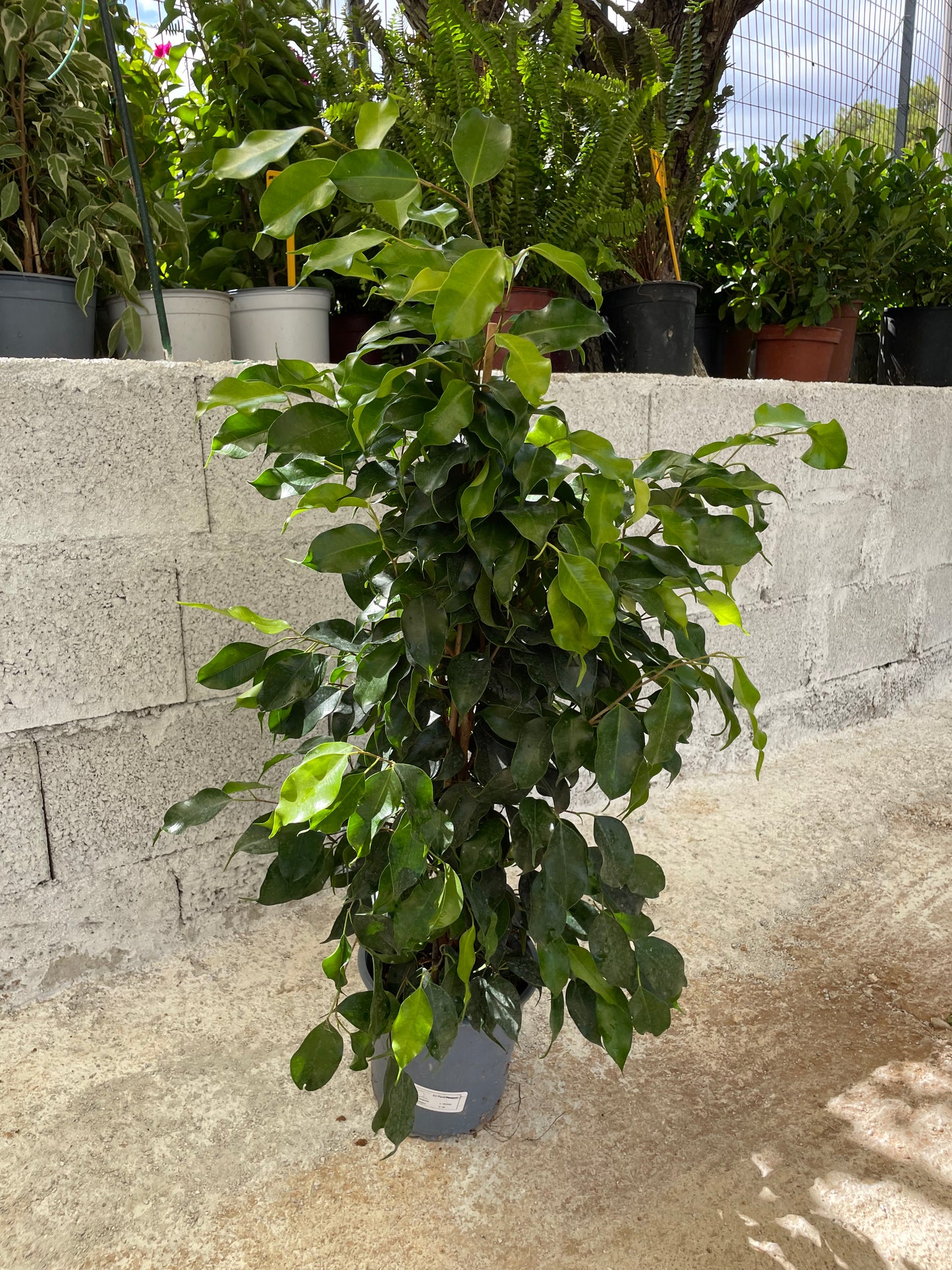 Φίκος μπέντζαμιν (Ficus benjamina - Weeping fig)