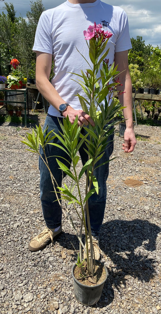 Πικροδάφνη (Nerium oleander - Oleander)
