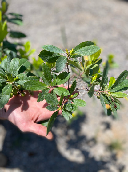 Κουμαριά - Άρβουτος (Arbutus unedo - Strawberry tree)