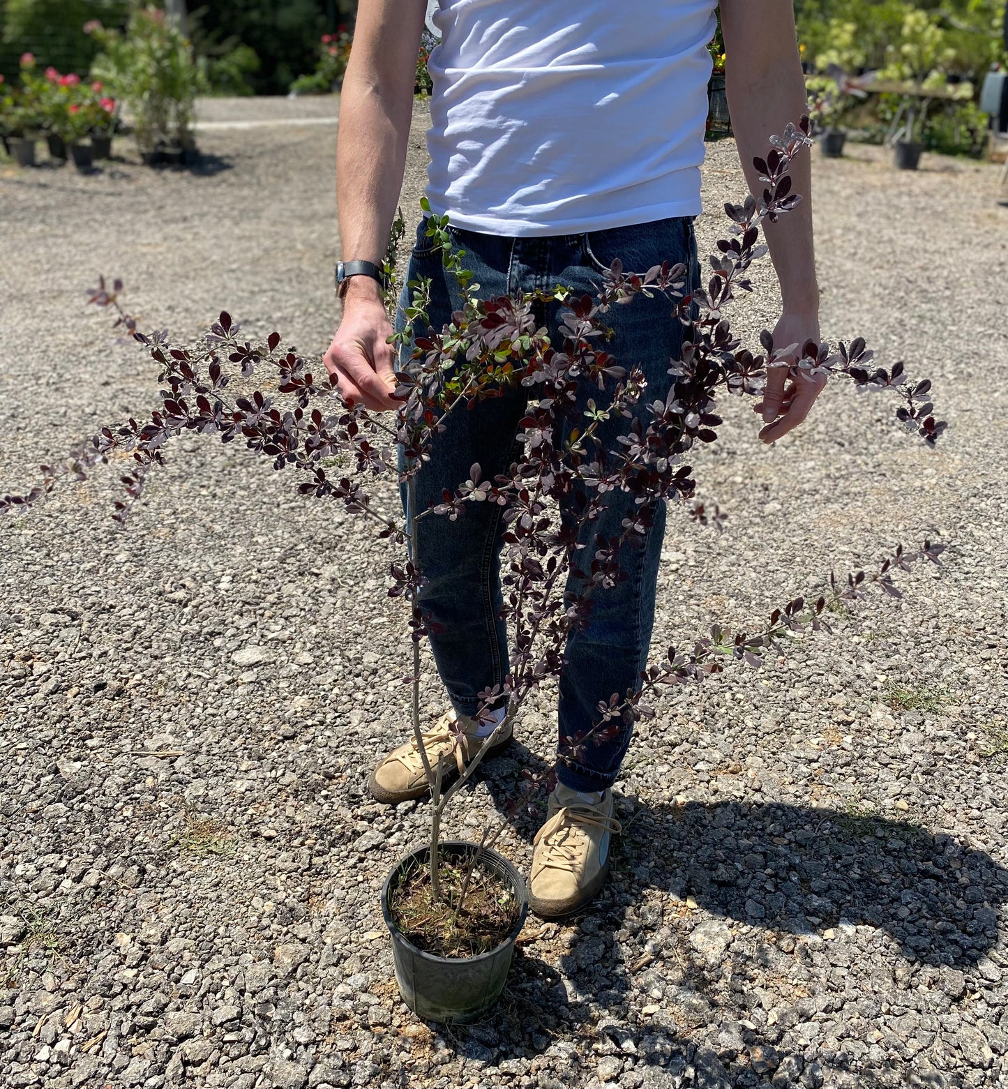 Βερβερίδα κόκκινη (Berberis barberry)