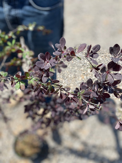 Βερβερίδα κόκκινη (Berberis barberry)