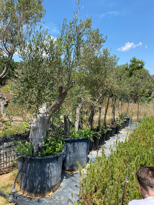 Ελιά (Olea -  Olive Tree)