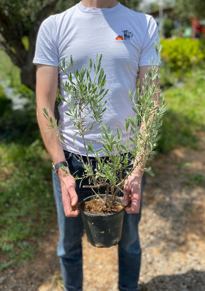 Λεβάντα (Lavandula - Lavender)