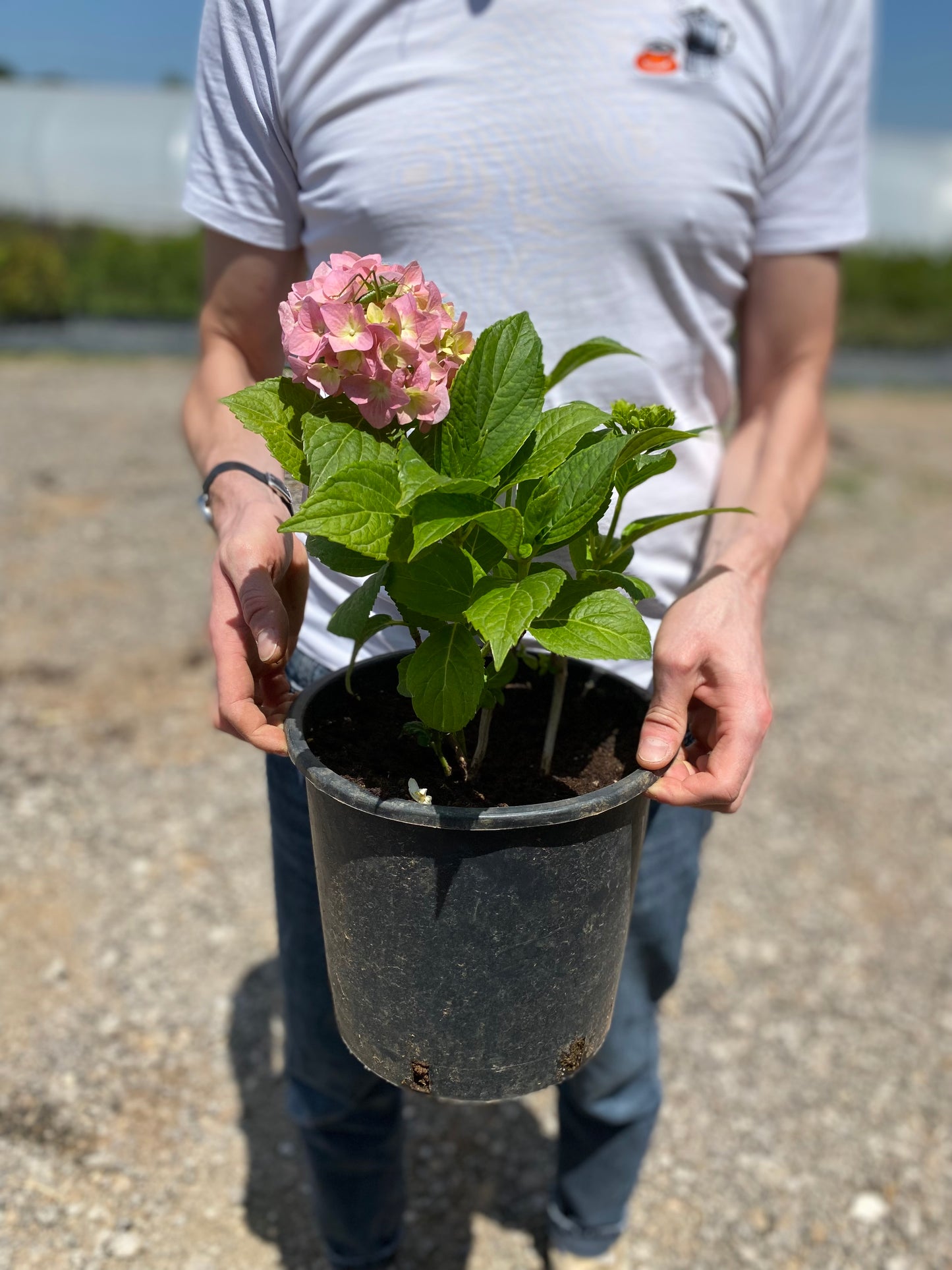 Ορτανσία (Hydrangea)