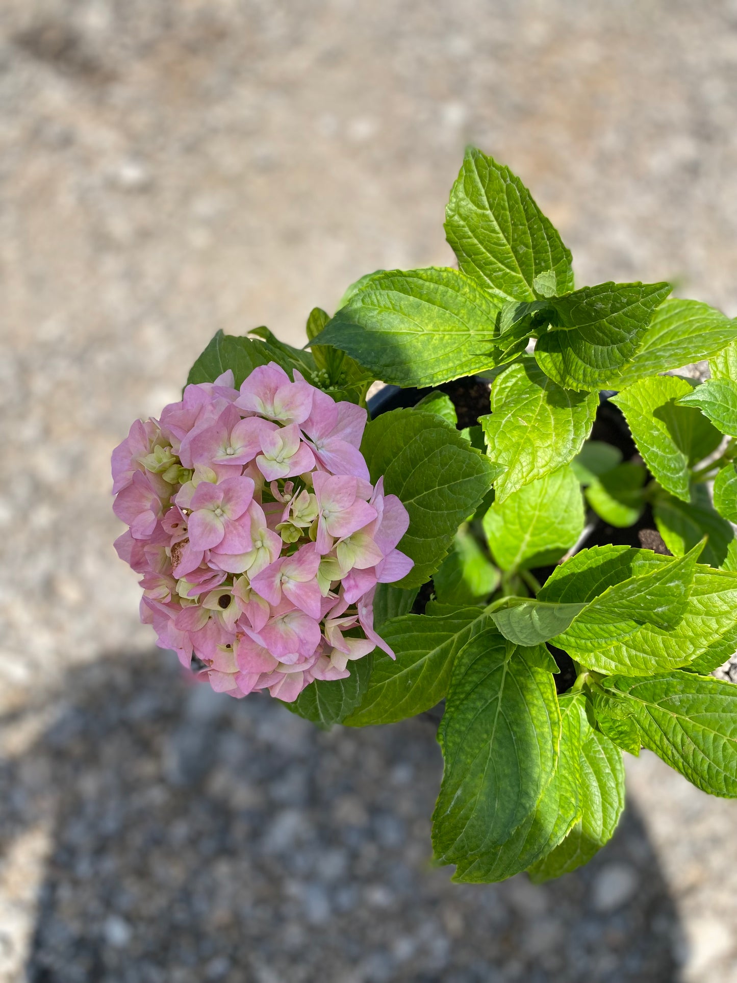 Ορτανσία (Hydrangea)