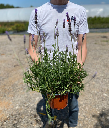 Λεβάντα (Lavandula - Lavender)