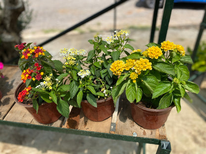 Λαντάνα (Lantanas)