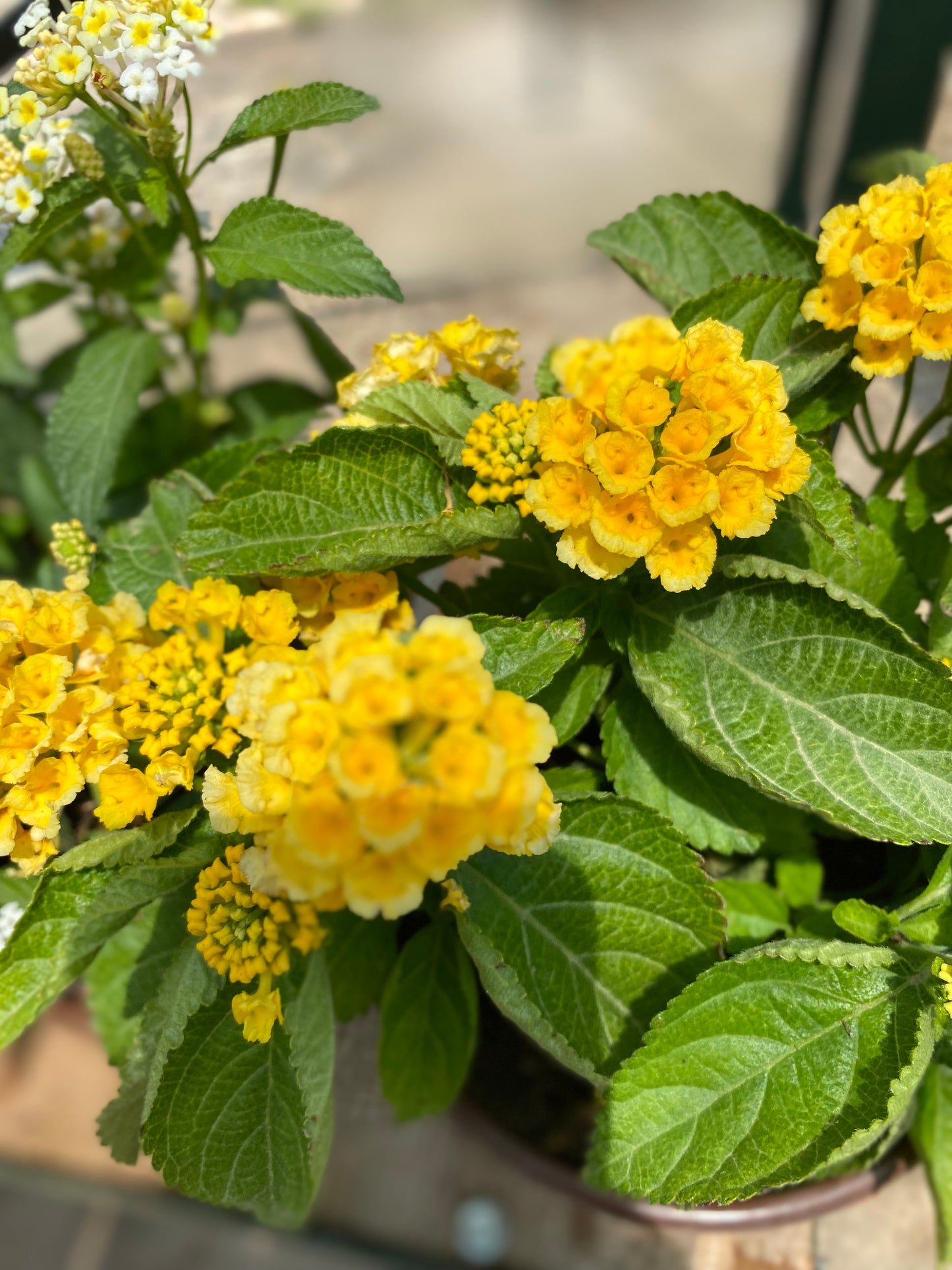 Λαντάνα (Lantanas)