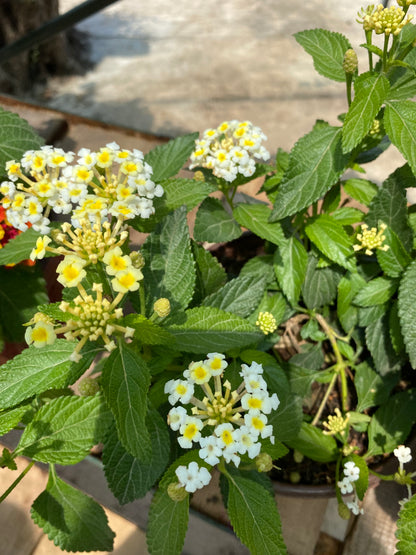 Λαντάνα (Lantanas)