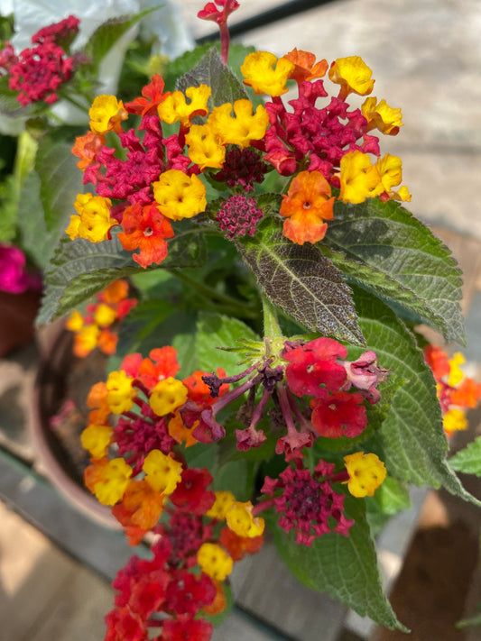 Λαντάνα (Lantanas)