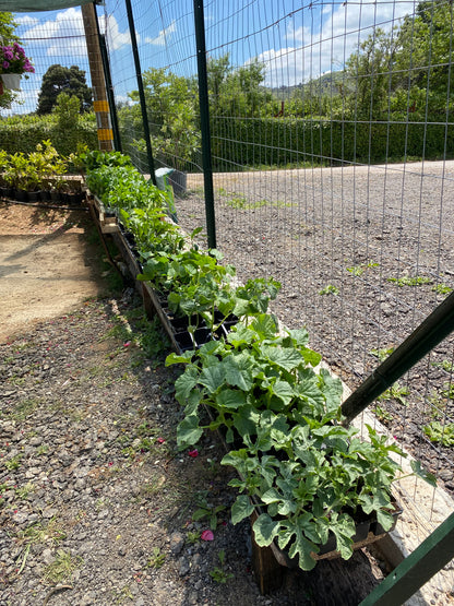 Οπωροκηπευτικά (Fruits & Vegetables)