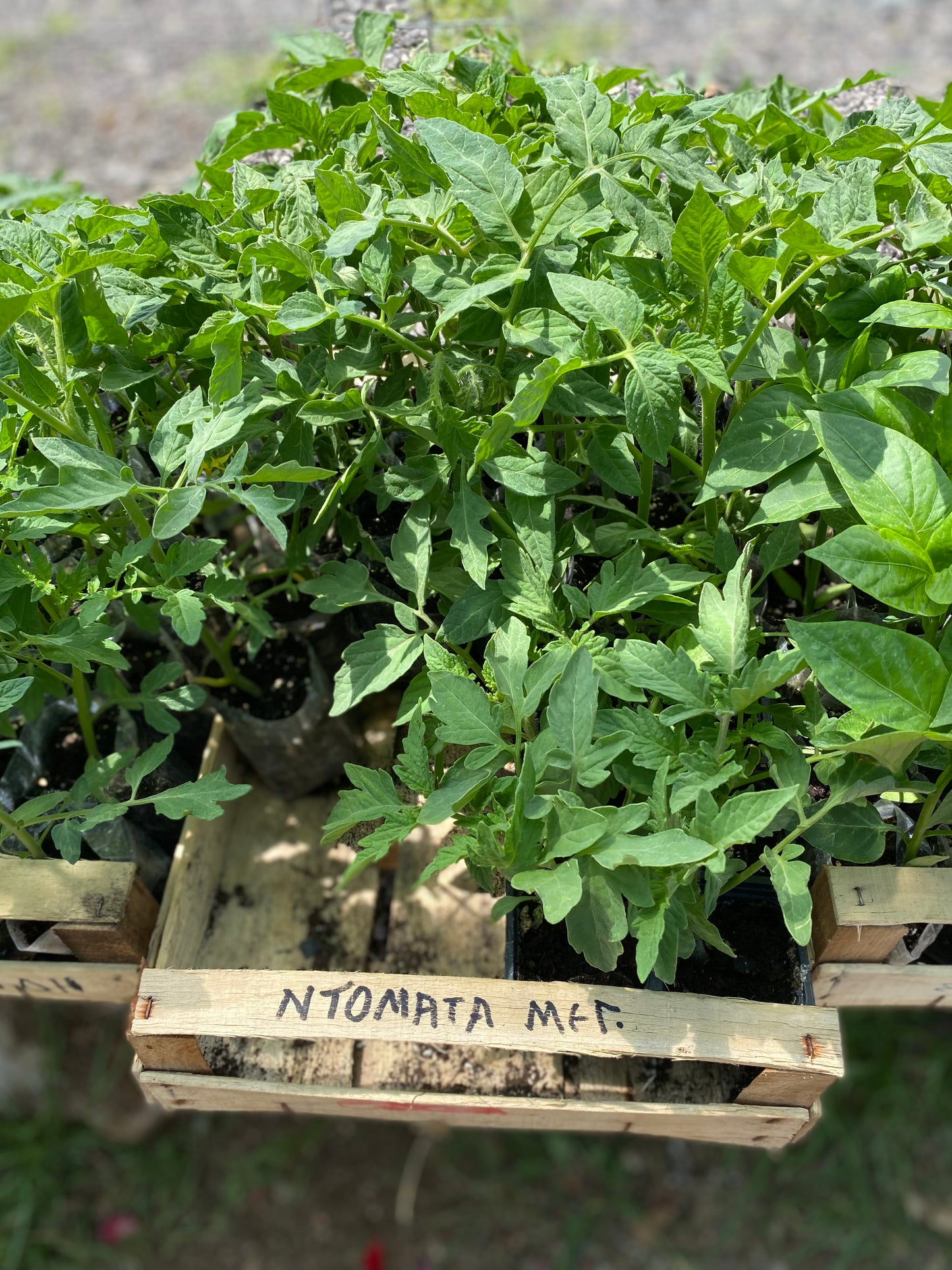 Οπωροκηπευτικά (Fruits & Vegetables)