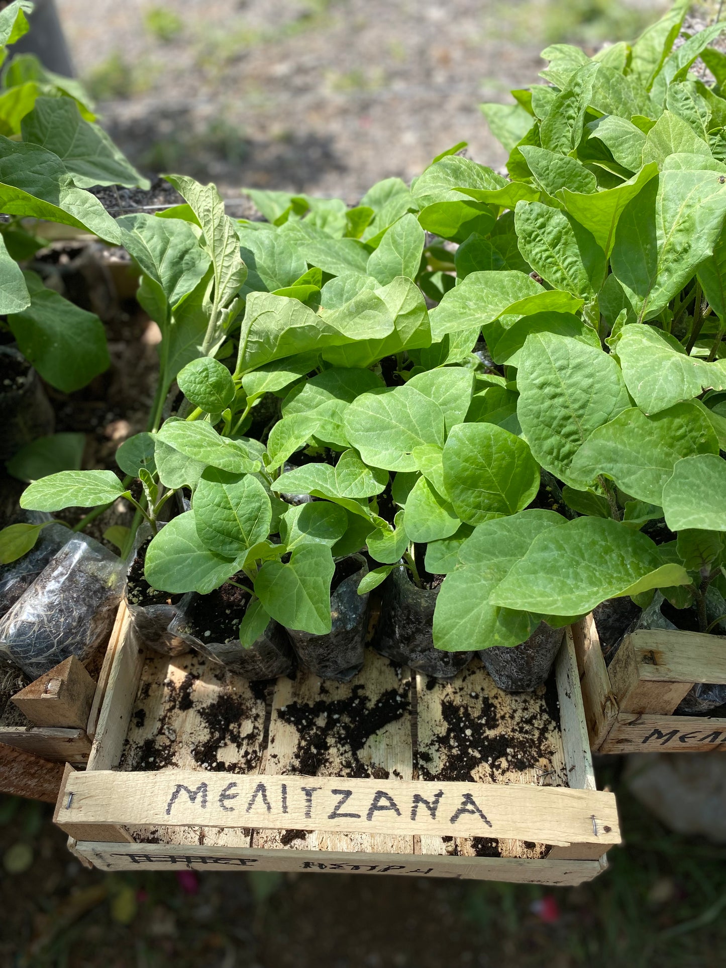 Οπωροκηπευτικά (Fruits & Vegetables)