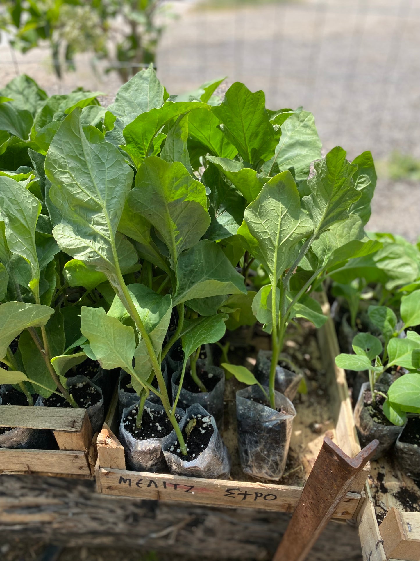 Οπωροκηπευτικά (Fruits & Vegetables)