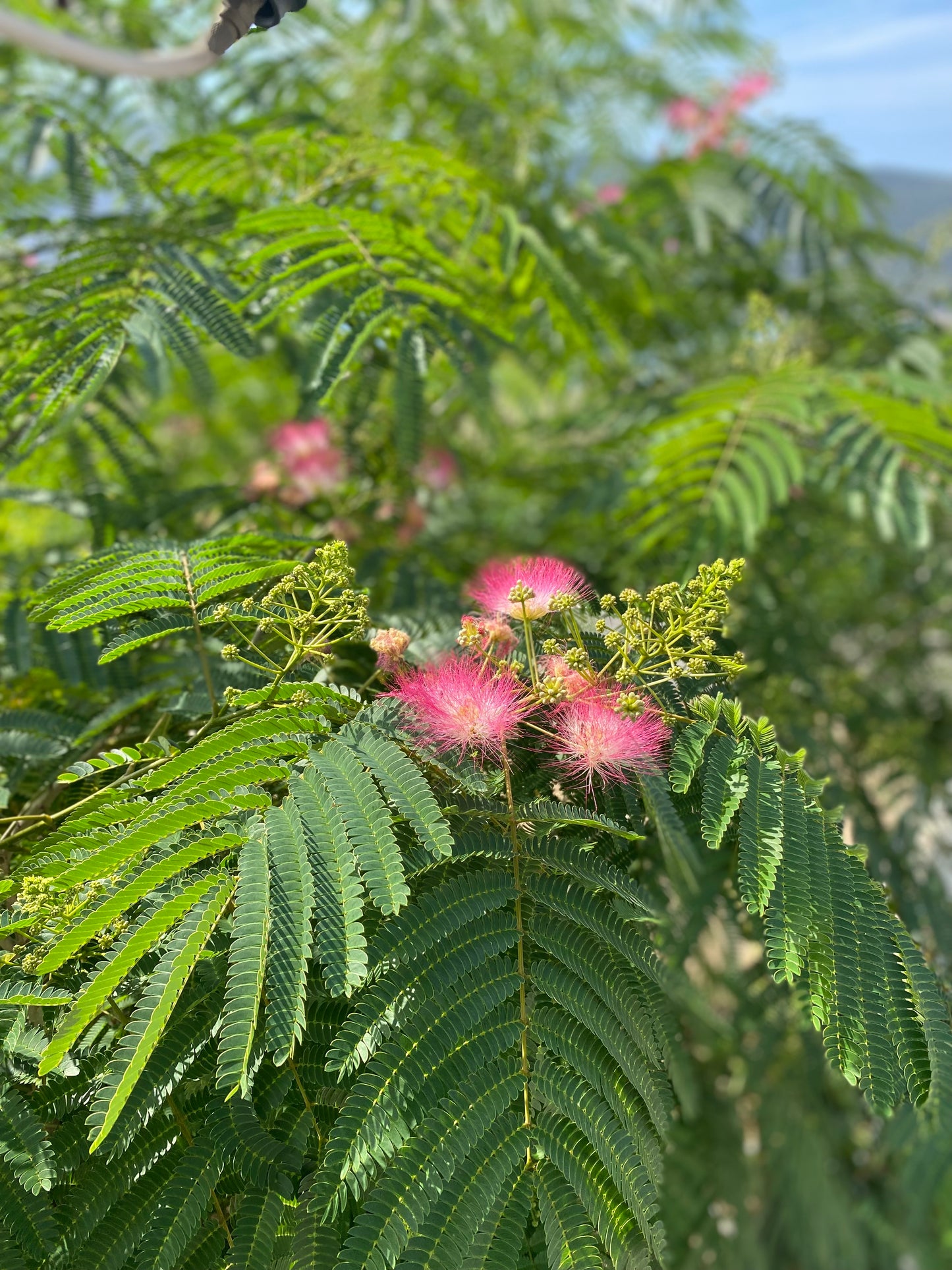 Ακακία Κων/λεως (Albizia julibrissin - Pink silk tree)