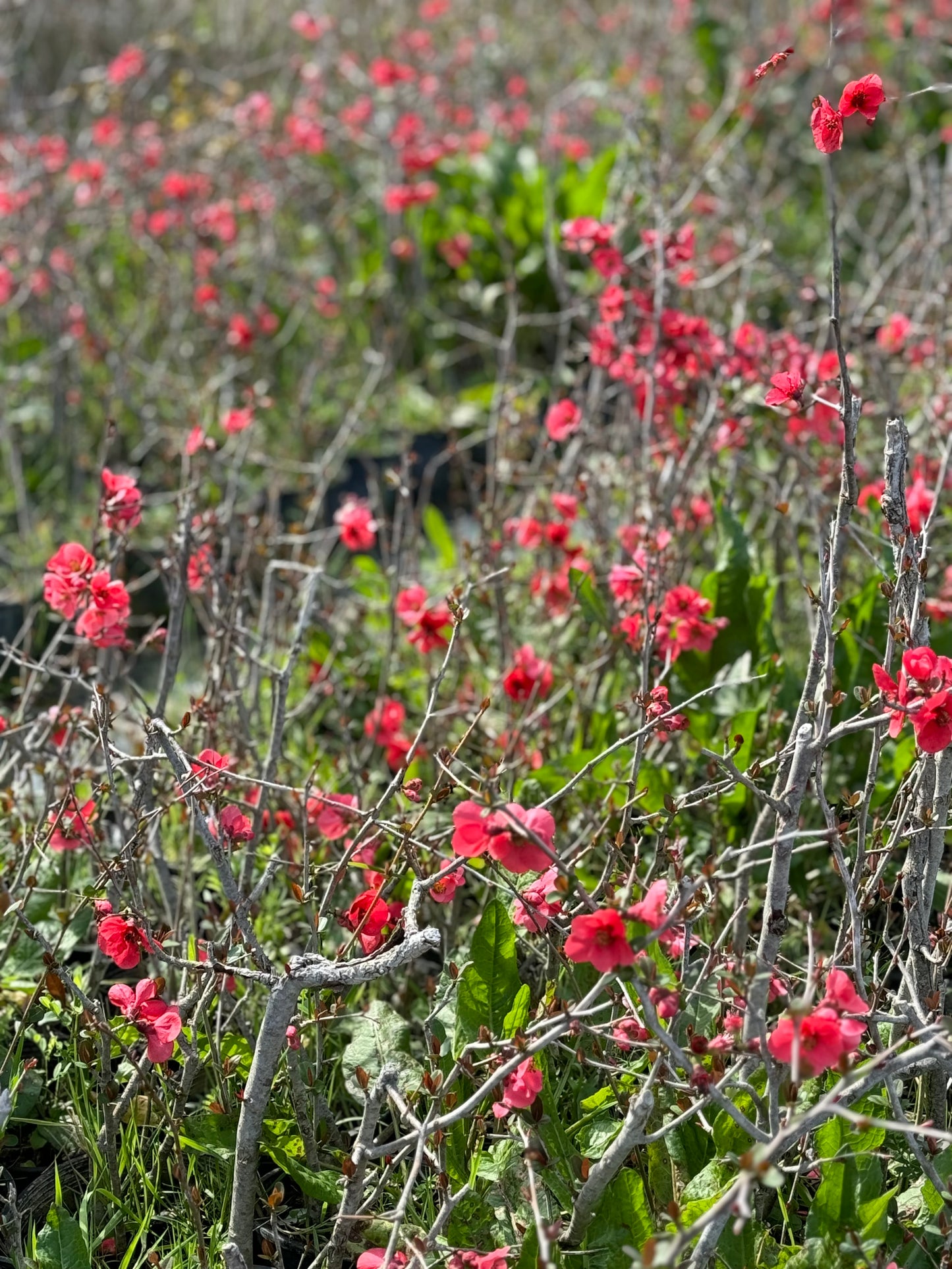 Τσιντόνια (Chaenomeles japonica - Maule's Quince)