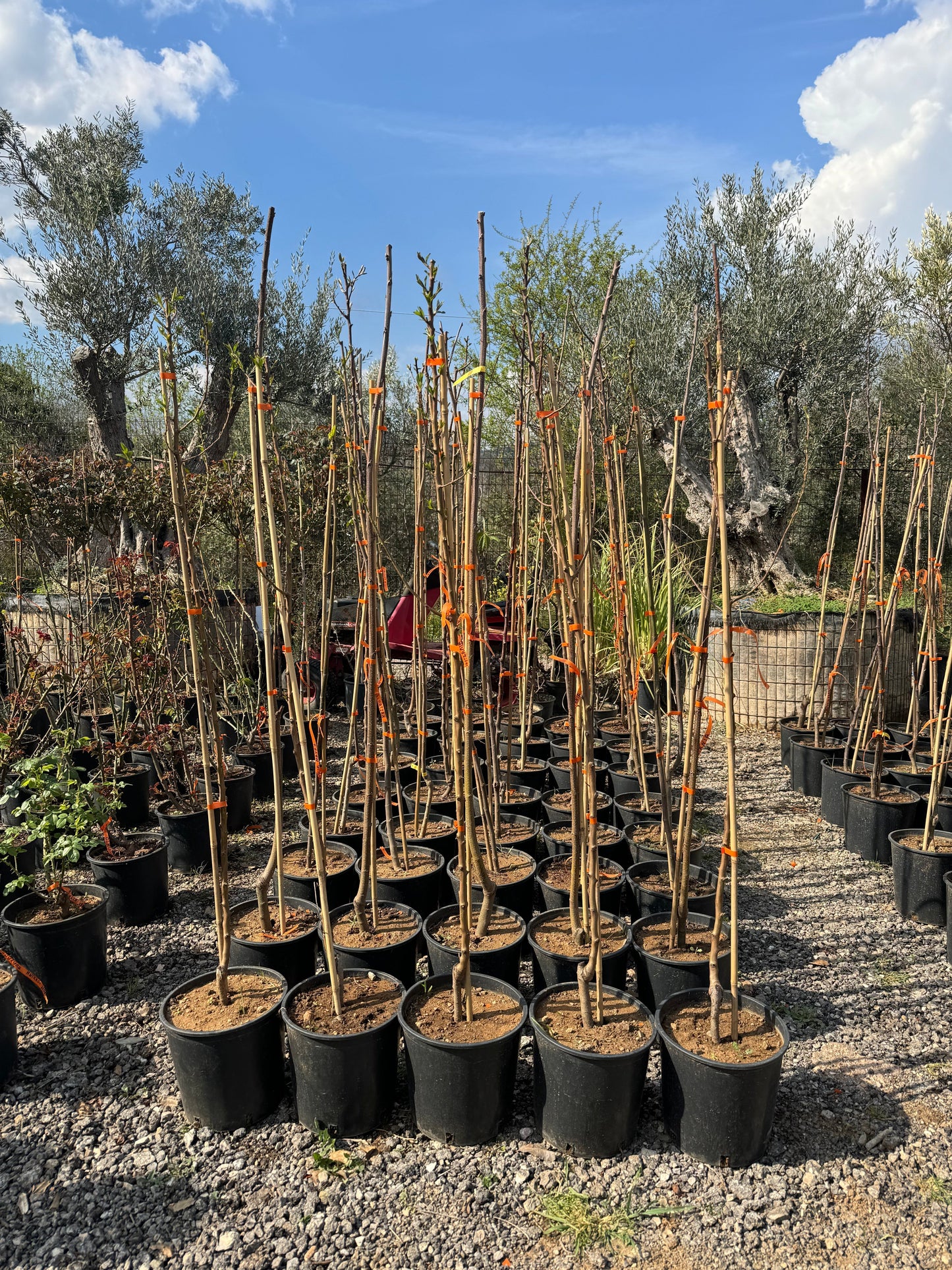 Αχλαδιά κρυστάλλια (Pyrus SP - Pear tree)