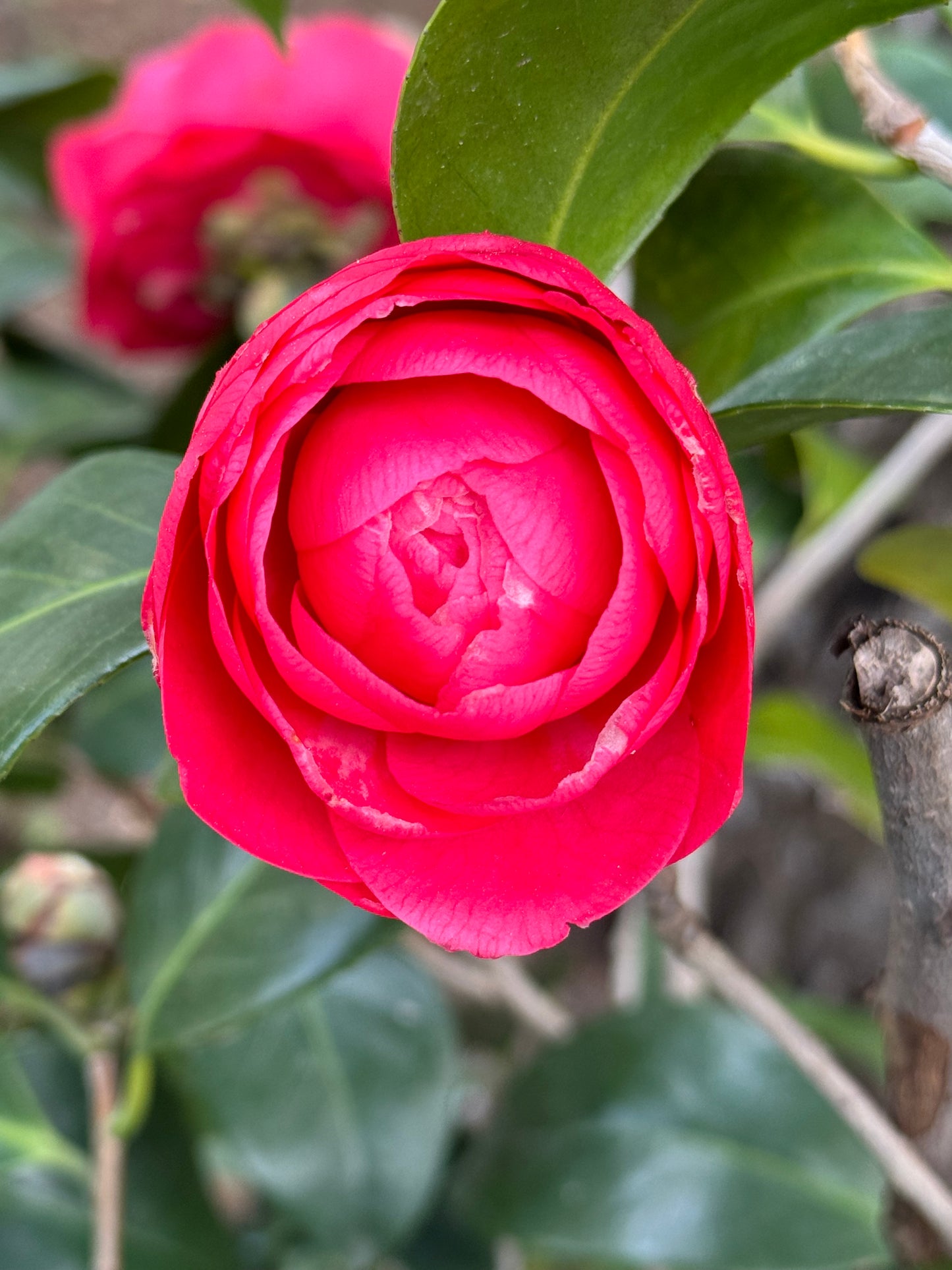 Καμέλια (Japanese camellia)